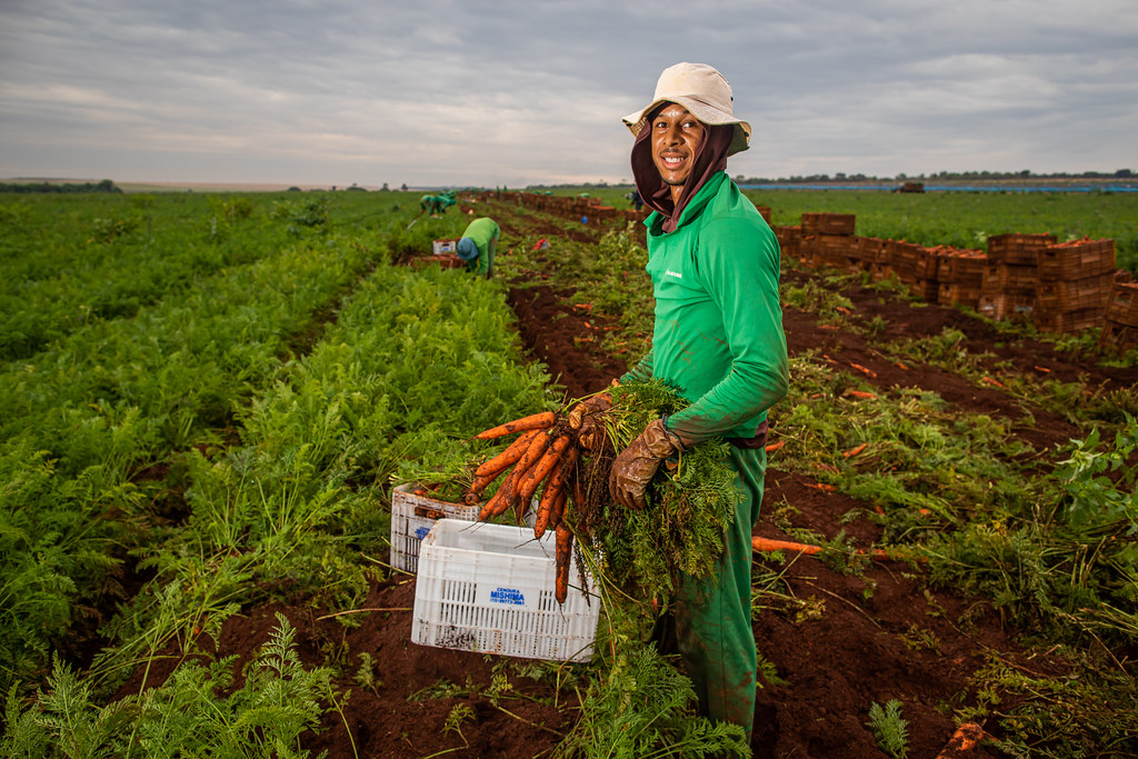 Produtor rural sorridente colhendo cenouras frescas